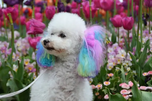 Dog Hair Dye: Guide to Safe, Fun & Funky Pups