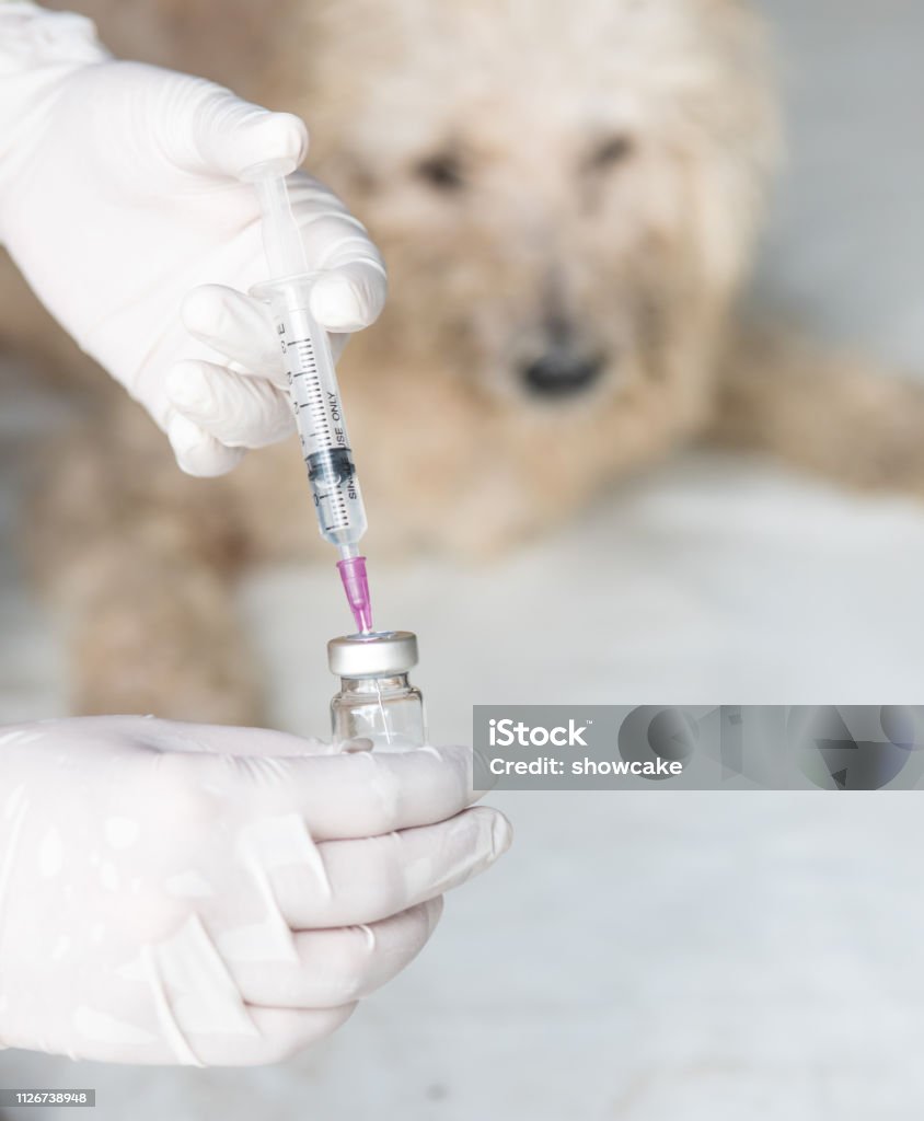 Life-Saving Bordetella Vaccine for Dogs– Keep Them Safe!