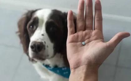 Morning After Pill for Dogs