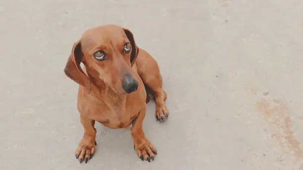 why dachshunds are the worst breed?