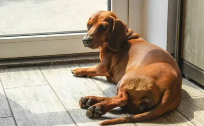 why dachshunds are the worst breed?