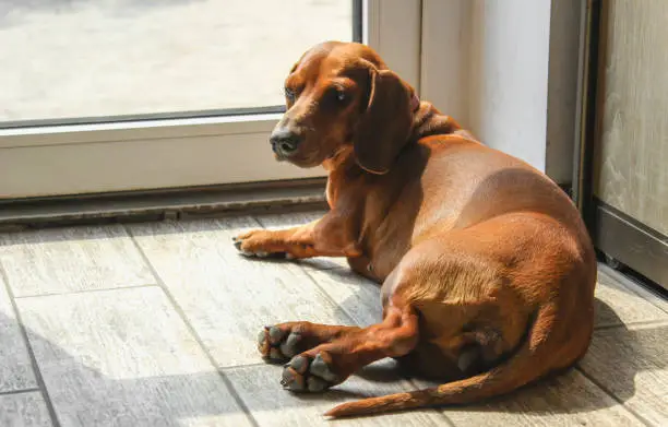 why dachshunds are the worst breed?