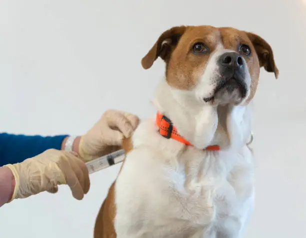 Life-Saving Bordetella Vaccine for Dogs– Keep Them Safe!