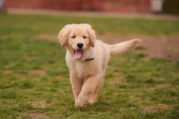 Golden Retriever Puppies: Complete Guide 2025
