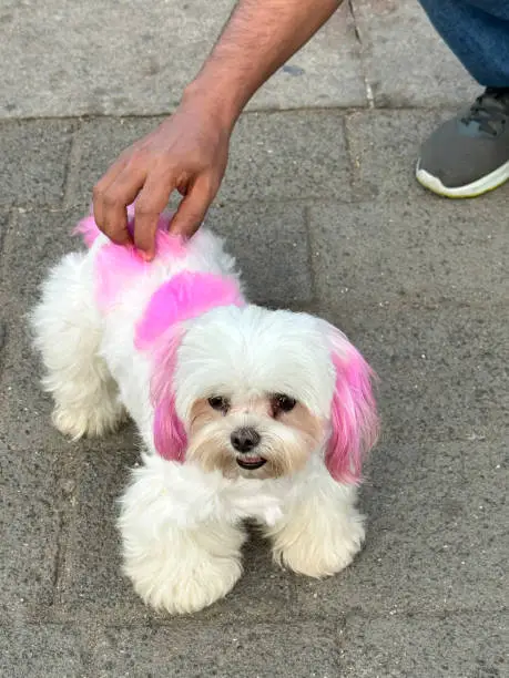 Dog Hair Dye