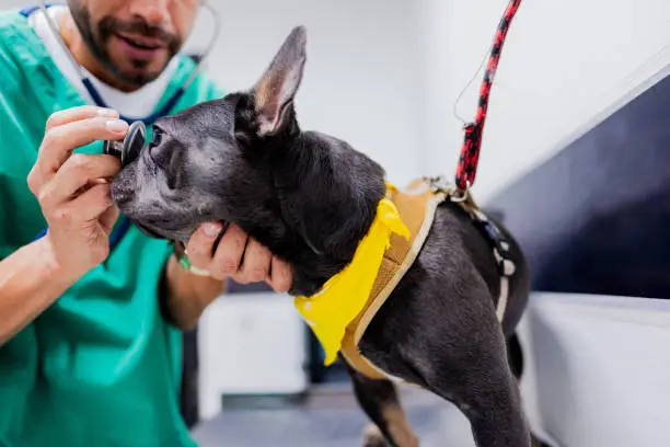 Nasal Tumors in Dogs