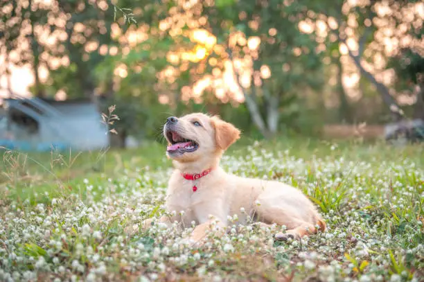 Golden Retriever Puppies: Complete Guide 2025