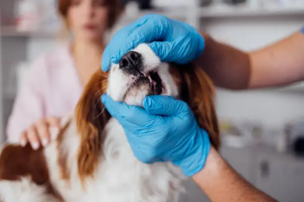 Nasal Tumors in Dogs