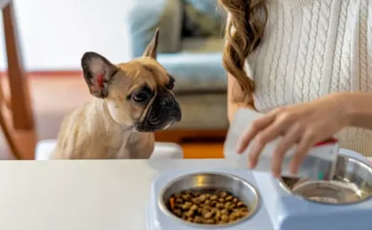 Dog Feeding Calculator Decoded