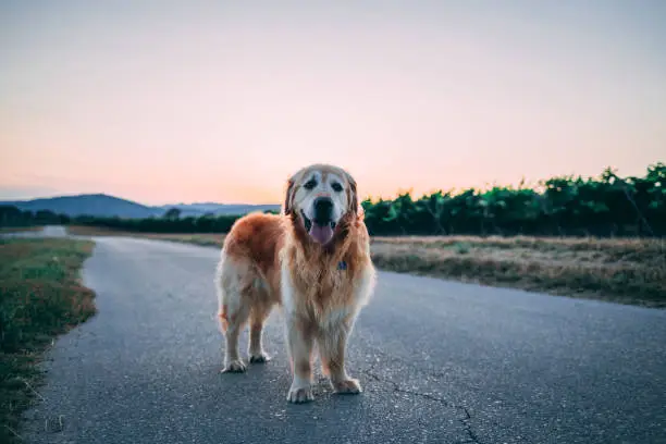 Dog Panting at Night: