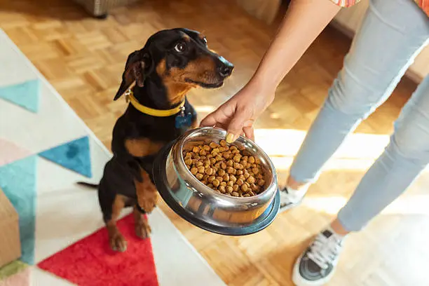 Dog Feeding Calculator Decoded