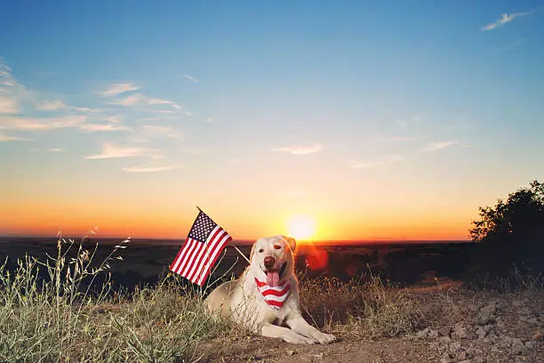 Dog Panting at Night: What’s Behind It and When You Should Pay Attention 2024