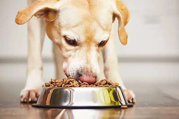 Dog Feeding Calculator Decoded
