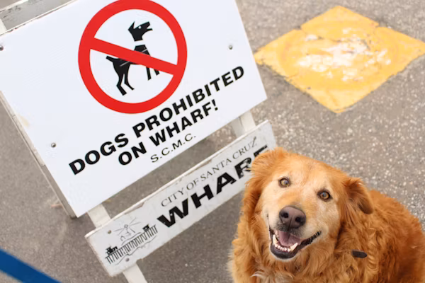 10 Signs Your Dog Needs to Be Neutered Complete Guide for Responsible Owners