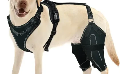 Dogs With Braces