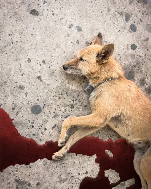 Dog Throwing Up Blood: Causes and Treatment Options (Vomiting Blood Hematemesis)