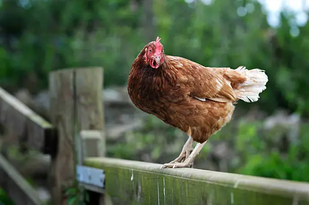 Chicken Free Dog Food