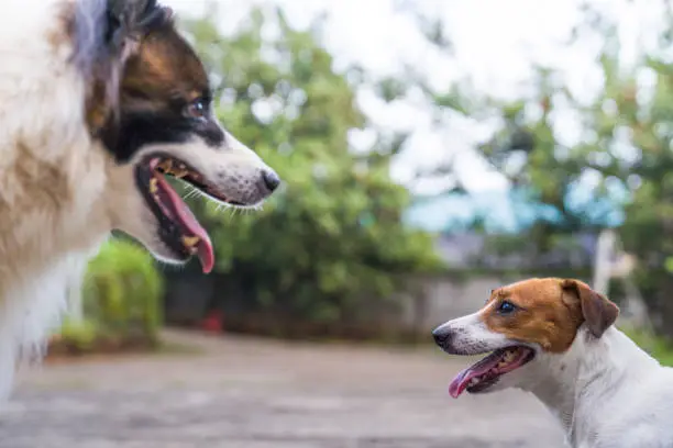 Heavy Breathing vs Normal Breathing in Dogs