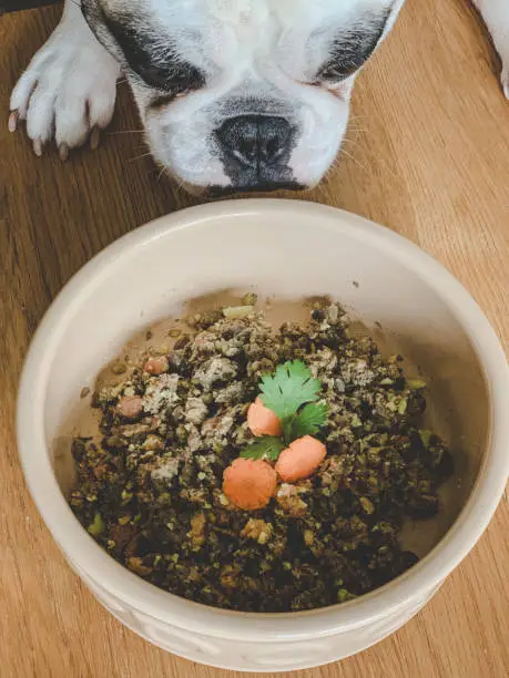 What is Ollie Dog Food and Why Are Pet Owners Switching?