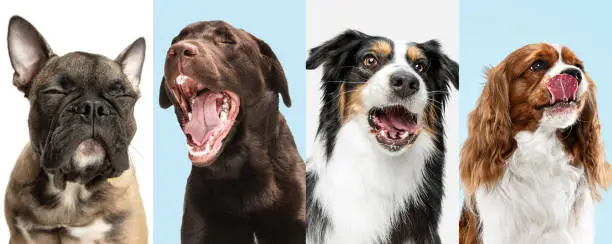 Heavy Breathing vs Normal Breathing in Dogs