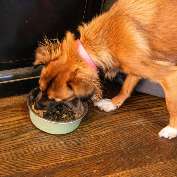 What is Ollie Dog Food and Why Are Pet Owners Switching?