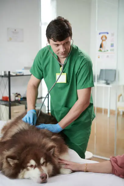 Vets Diagnose Heavy Breathing in Dogs