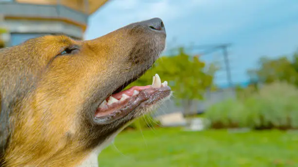 Why Is My Dog Breathing Fast? 12 Causes and When to Worry