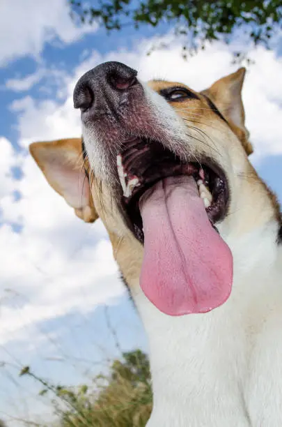 Why Is My Dog Breathing Fast? 12 Causes and When to Worry