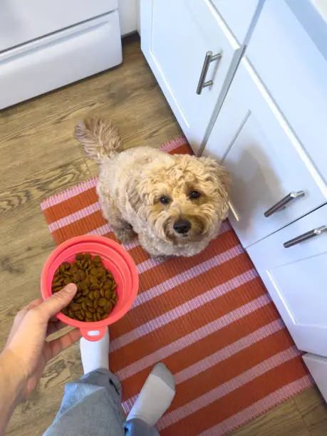 What is Ollie Dog Food and Why Are Pet Owners Switching?