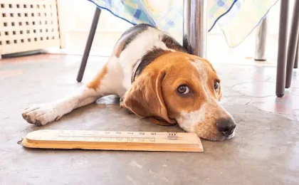 Heatstroke in Dogs