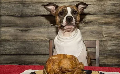 Chicken Free Dog Food