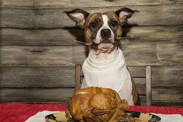 Chicken Free Dog Food: A Comprehensive Guide for Pet Owners