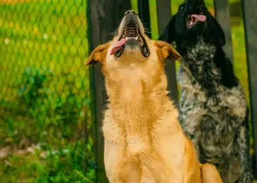 Heavy Breathing vs Normal Breathing in Dogs