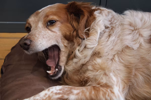 Why Is My Dog Breathing Fast? 12 Causes and When to Worry