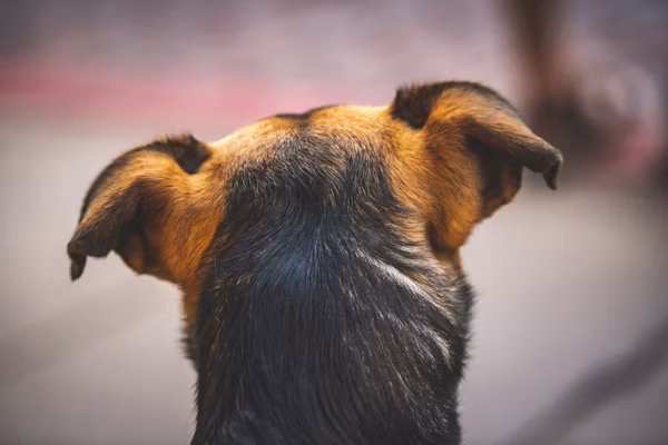 Pig Ears for Dogs