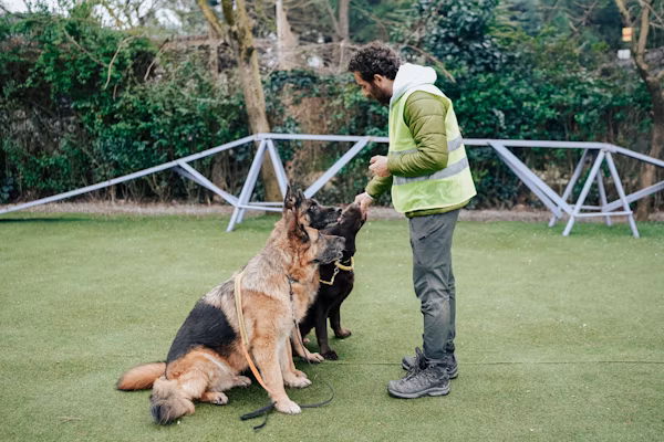 Comprehensive Guide to Dog Trainers for Resource Guarding