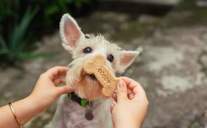 Nutra Nuggets Good Dog Food