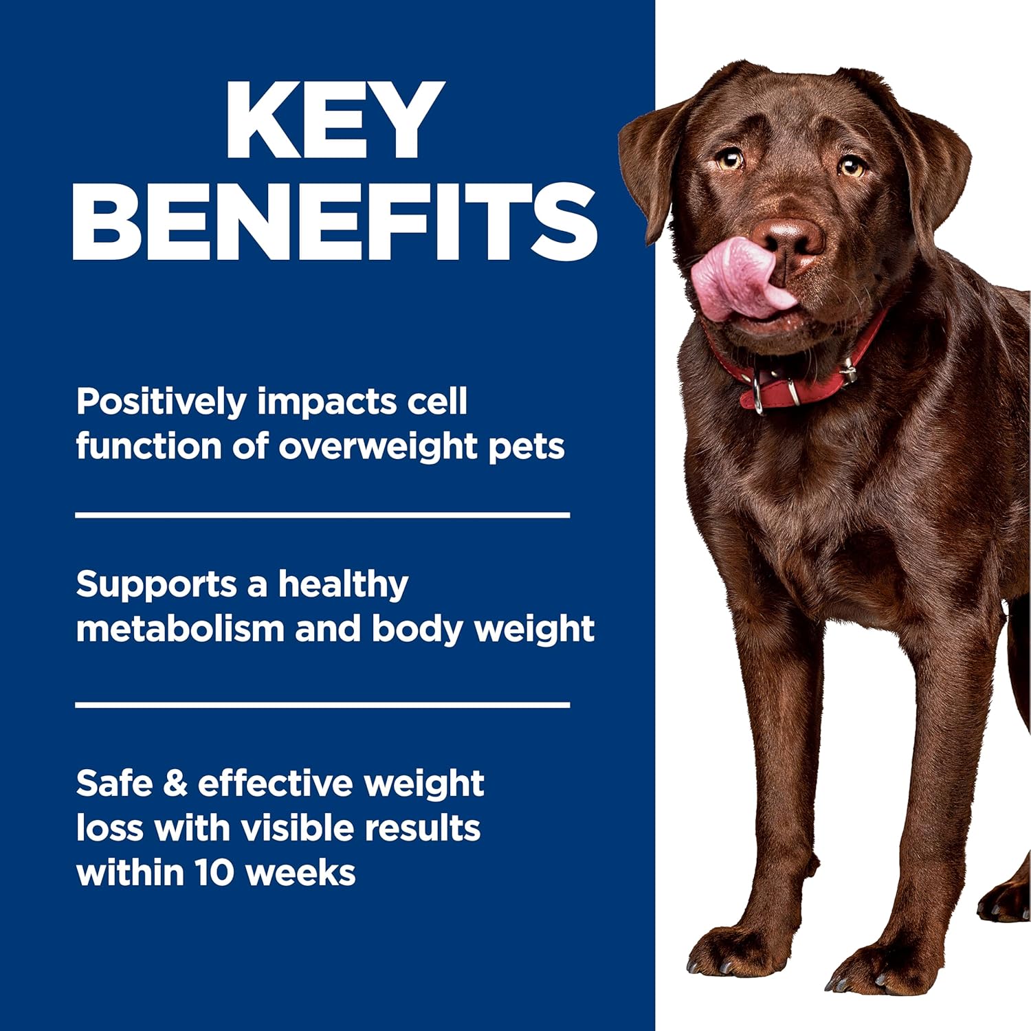 Large Breed Adult Dry Dog Food - Image 2