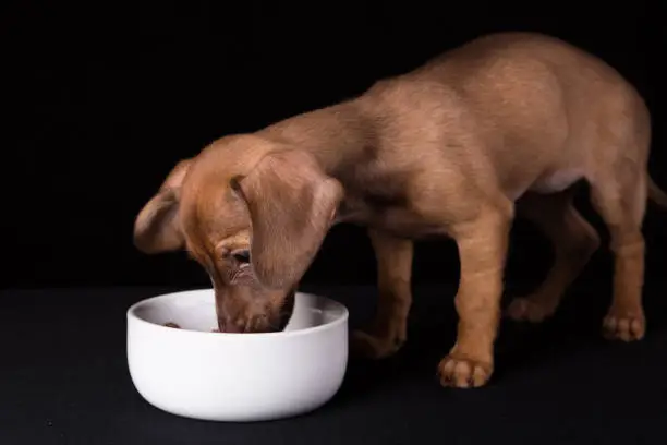 Eukanuba Puppy Food