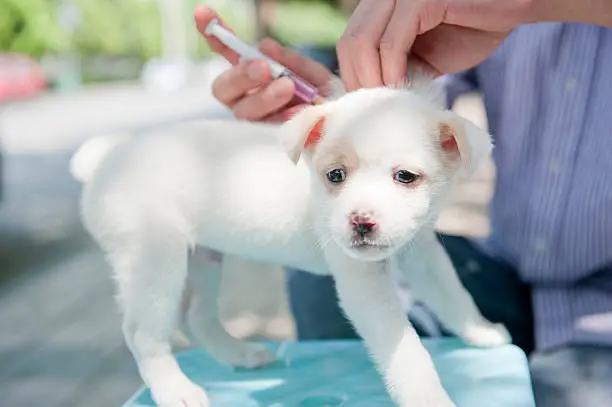 Bordetella Vaccine Puppies: What You Need to Know?