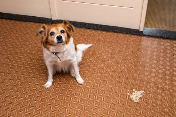 Dog Vomiting and Diarrhea