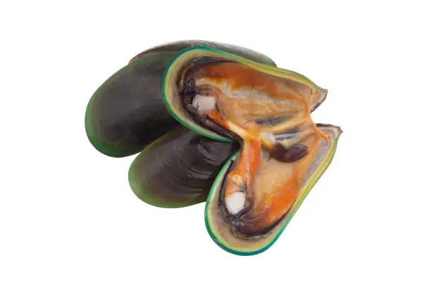 Green Lipped Mussel for Dogs