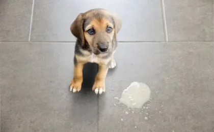 Dog Vomiting and Diarrhea