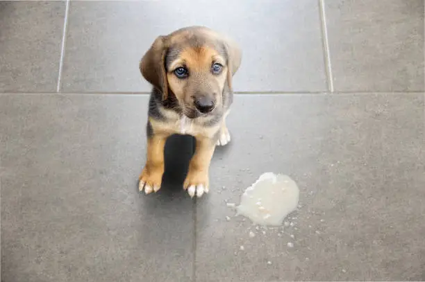 Dog Vomiting and Diarrhea: A Guide to Causes, Treatment, and When to Worry 2025