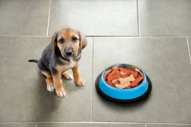 Blue Buffalo Puppy Food Ultimate Guide for Your Growing Pup 2024