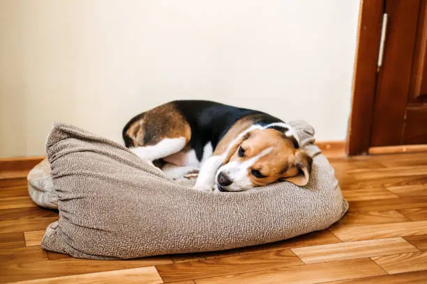 Dog Vomiting and Diarrhea