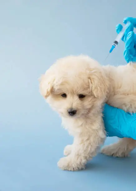 Bordetella Vaccine Side Effects in Puppies