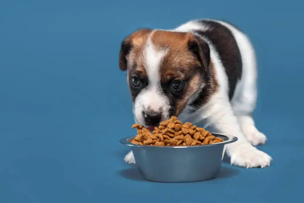 A Complete Guide to Eukanuba Puppy Food: Setting Your Puppy Up for Success