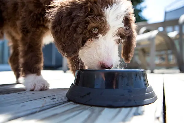 Best Puppy Food for Sheepadoodles: A 2024 Breed Specific Guide