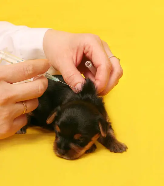 Bordetella Vaccine Puppies